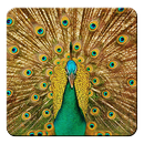 Peacock Live Wallpaper APK