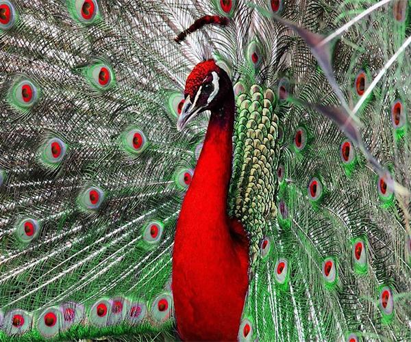 Descarga de APK de pavo real fondo de pantalla en vivo para Android Descarga de APK de pavo real fondo de pantalla en vivo para Android