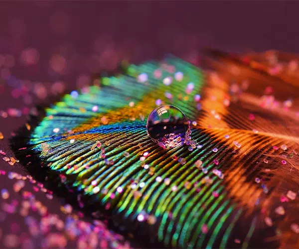 Peacock Feather Wallpapers APK for Android Download