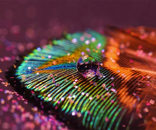 Peacock Feather Wallpapers APK for Android Download Peacock Feather Wallpapers APK for Android Download