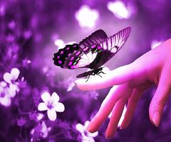 Purple Butterfly Wallpapers 포스터