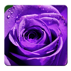 Purple Rose Wallpapers icône