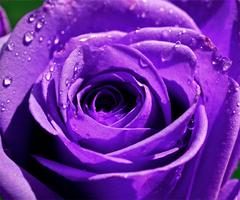 Purple Rose Wallpapers Affiche