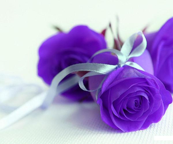 Purple Rose Wallpapers For Android Apk Download