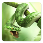 Snake Live Wallpaper icon