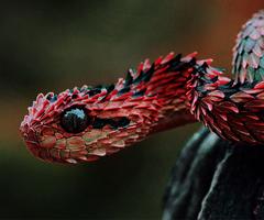 برنامه‌نما Snake Live Wallpaper عکس از صفحه