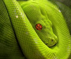 برنامه‌نما Snake Live Wallpaper عکس از صفحه