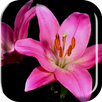 Blooming Flowers Live Wallpap APK