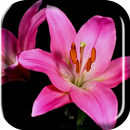 Blooming Flowers Live Wallpap APK