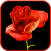 Blooming Rose 3D Video Theme APK