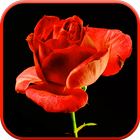 ikon Blooming Rose 3D Video Theme