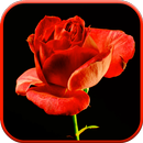 Blooming Rose 3D Video Theme APK