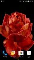 Blooming Rose 3D Video Theme screenshot 3