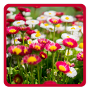 Blooms Bright Live Wallpaper APK