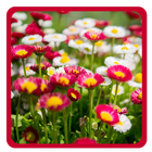 Blooms Bright Live Wallpaper आइकन