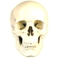 Skull Light