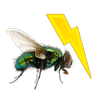 Fly Killer APK