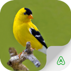 Birds Guide آئیکن