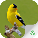 Espécies de Aves APK