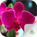 Guide des Orchidées APK