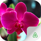 Espécies de Orquídeas 图标