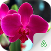 Guide des Orchidées