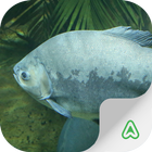 آیکون‌ Fish Guide