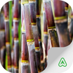 Sugarcane Pests