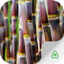 APK Sugarcane Pests