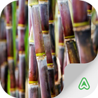 Sugarcane Pests icône