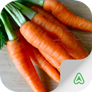 Carrot Pest APK