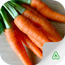Pragas da Cenoura APK