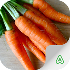 Carrot Pest আইকন