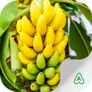 Pragas da Banana APK