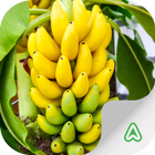 Banana Pests ikon