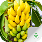 Banana Pests-icoon