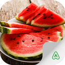 APK Watermelon Pests