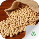 Soy Pests APK