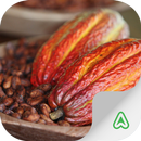 Cacao Pest APK