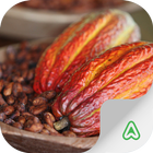 Cacao Pest icône