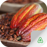 Cacao Pest Zeichen