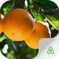 Citrus Pests
