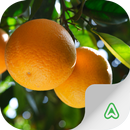 APK Citrus Pests