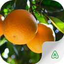 Citrus Pests APK