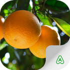 آیکون‌ Citrus