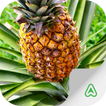 Pineapple Pests