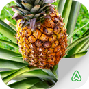 Pineapple Pests APK