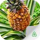 Pragas do Abacaxi APK