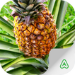 ”Pineapple Pests