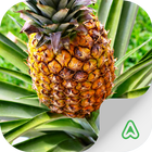 Pineapple Pests icône